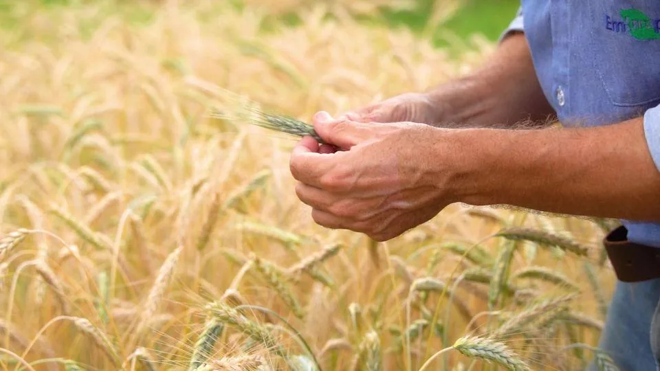 Pesquisador examina uma espiga de triticale em lavoura