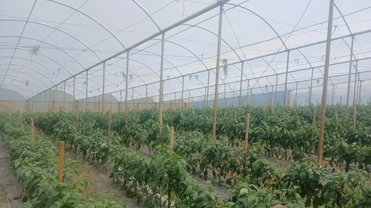 Cultivo protegido de hortaliças em estufa na região de Mogi das Cruzes
