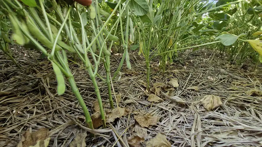 Soja cultivada sobre palhada, mostrando boa cobertura do solo