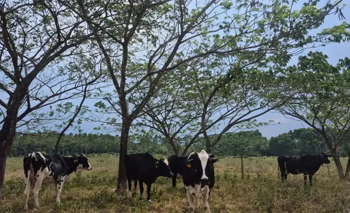 Bovinos sob árvores de bordão-de-velho em pastagem experimental da Embrapa Rondônia
