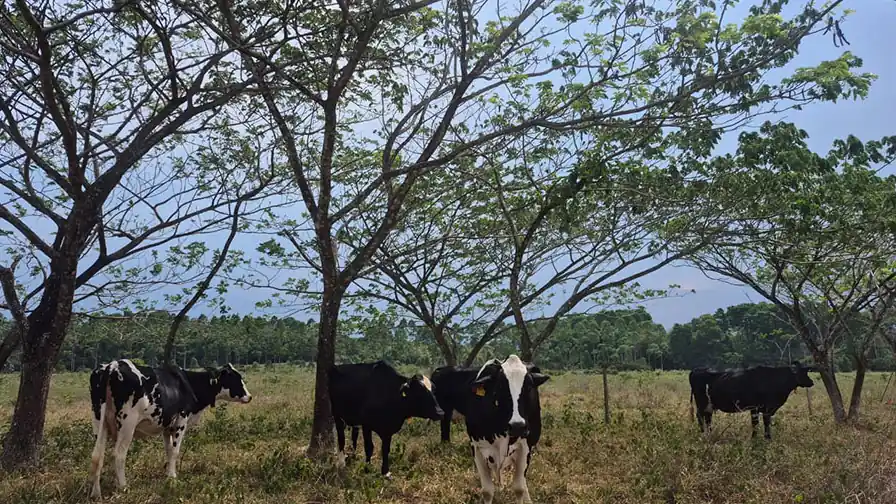 Bovinos sob árvores de bordão-de-velho em pastagem experimental da Embrapa Rondônia