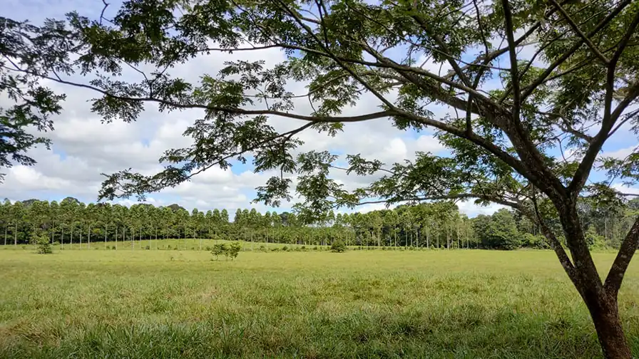 Árvore bordão-de-velho em área de pastagem da Embrapa