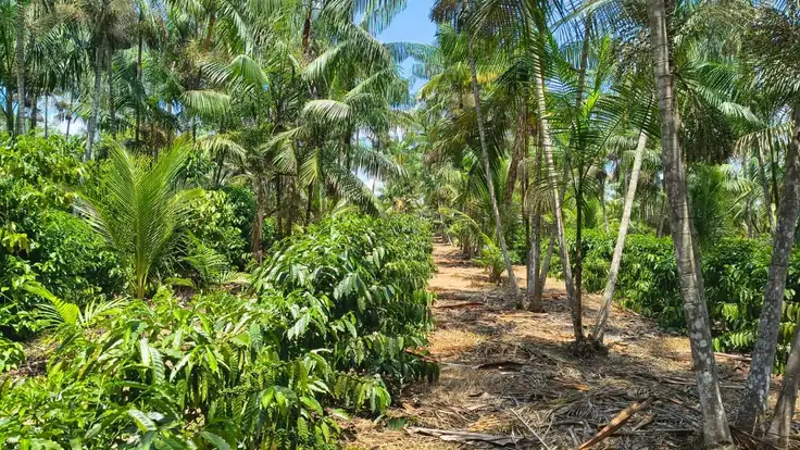 Café Robusta Amazônico cultivado em consórcio com açaí na região do Juruá