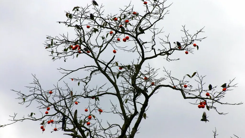 Árvore de caqui com frutos e pássaros nos galhos