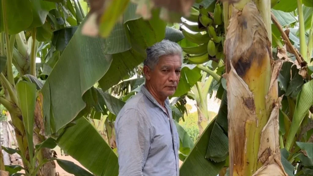 Produtor Ciro Cersino entre bananeiras em propriedade apoiada pelo Fundaaf 2.1 em Cáceres (MT)