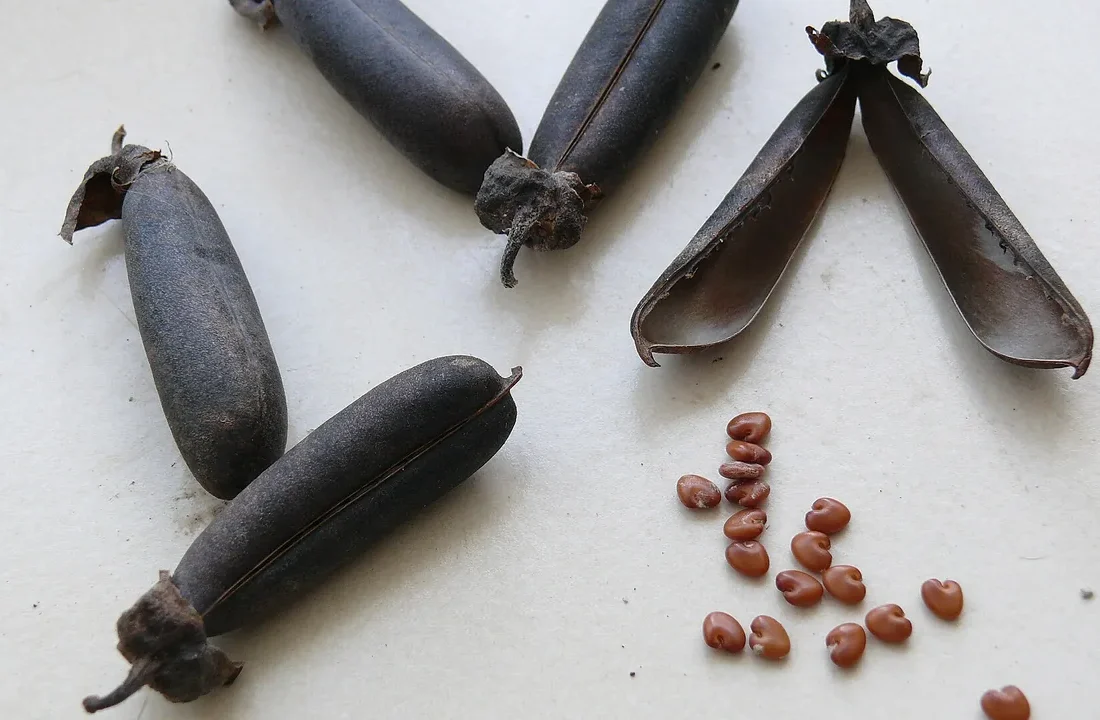 Vagens e sementes de Crotalaria retusa, imagem ilustrativa para notícia sobre a abertura de mercado para sementes de crotalária