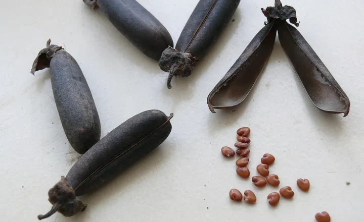Vagens e sementes de Crotalaria retusa, imagem ilustrativa para notícia sobre a abertura de mercado para sementes de crotalária