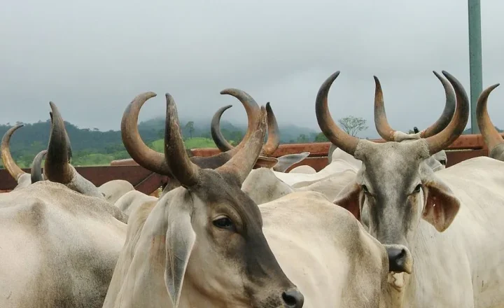 Bovinos reunidos em curral em Goiás, em foto divulgada pela Agrodefesa.