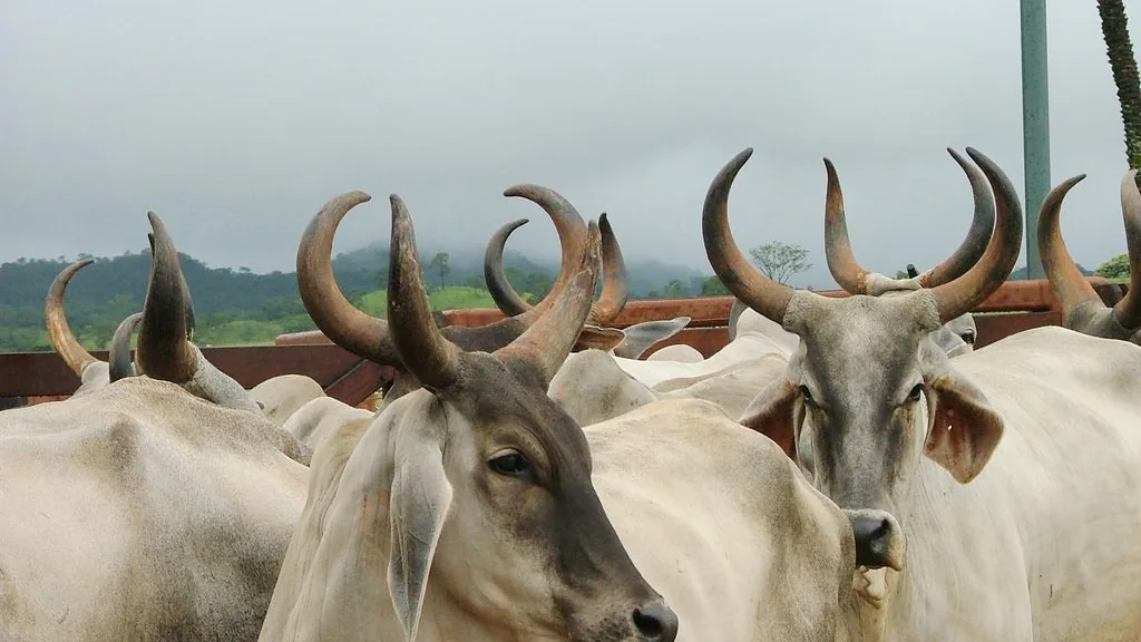 Bovinos reunidos em curral em Goiás, em foto divulgada pela Agrodefesa.