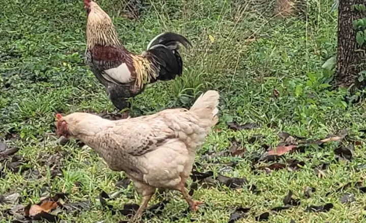 Galo e galinha em área de criação de quintal
