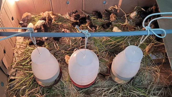 Instalação protegida com pintinhos e bebedouros para criação de aves