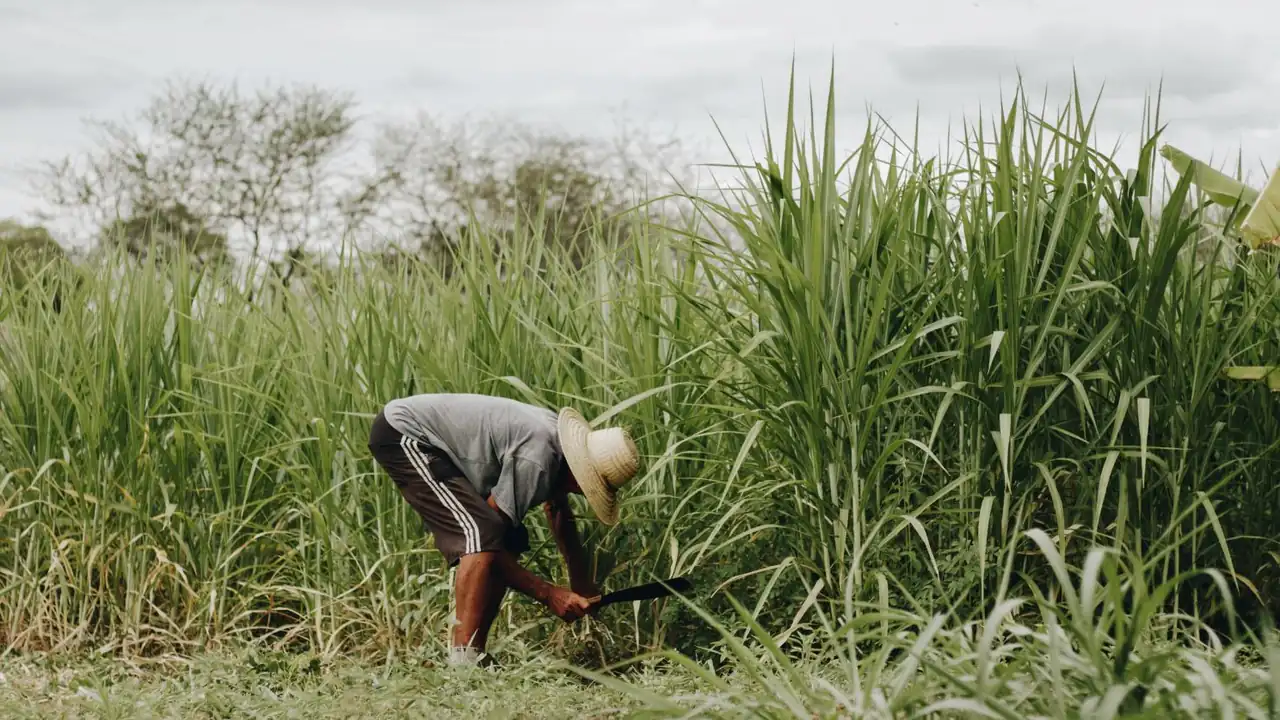 Produtor trabalhando em área de cultivo, imagem ilustrativa de exploração familiar