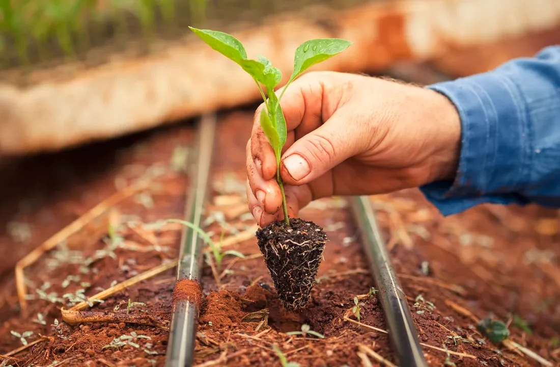 Muda plantada em área agrícola com irrigação