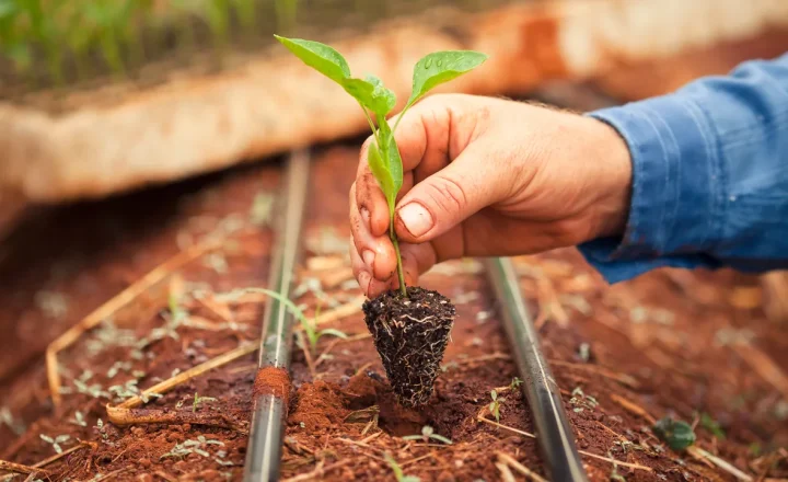 Muda plantada em área agrícola com irrigação