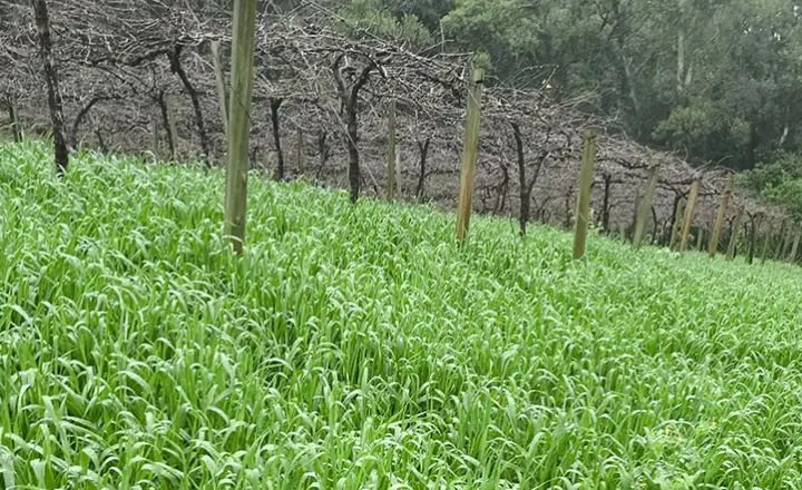 Aveia-preta cobrindo o solo entre as linhas de um vinhedo na Serra Gaúcha