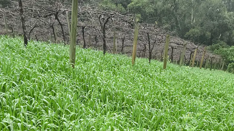 Aveia-preta cobrindo o solo entre as linhas de um vinhedo na Serra Gaúcha
