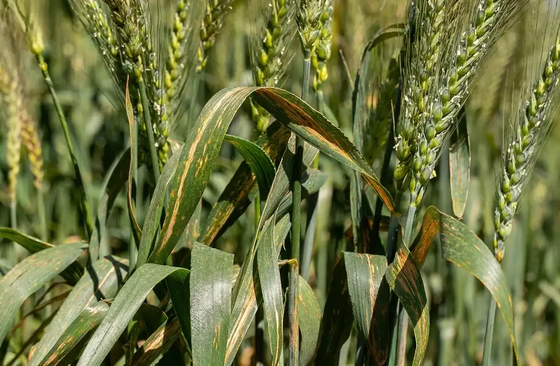 Sintomas de queima nas folhas de trigo associada à bacteriose