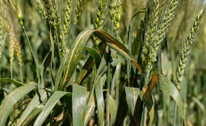 Sintomas de queima nas folhas de trigo associada à bacteriose