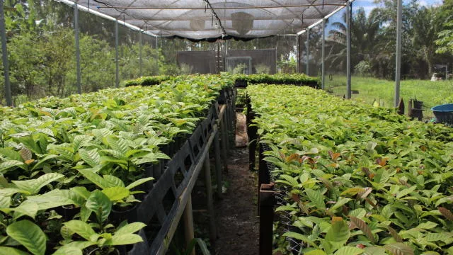 Mudas de café Robustas Amazônicos em viveiro da Embrapa Roraima. Imagem contextual para a notícia sobre o Conexão Café em Carolina.