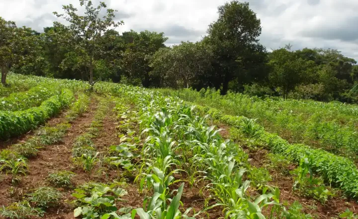 Área com cultivos diversificados em uma pequena propriedade rural