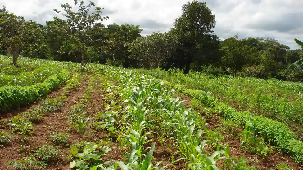 Área com cultivos diversificados em uma pequena propriedade rural