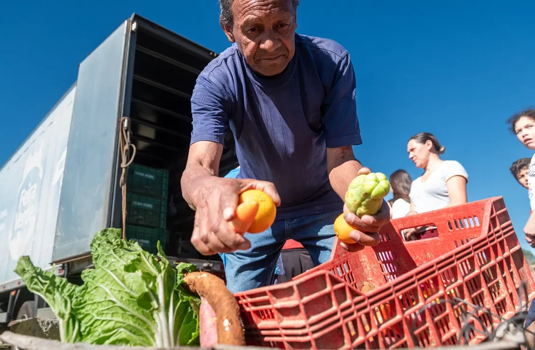 Agricultor separa hortaliças e legumes em caixas durante ação de abastecimento em Ponta Grossa