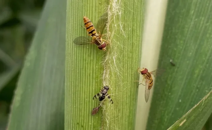 Moscas-sirfídeo adultas sobre folha de sorgo