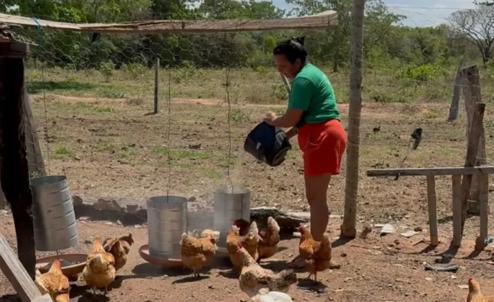 Produtora rural alimenta galinhas em propriedade familiar na região de Cáceres (MT)