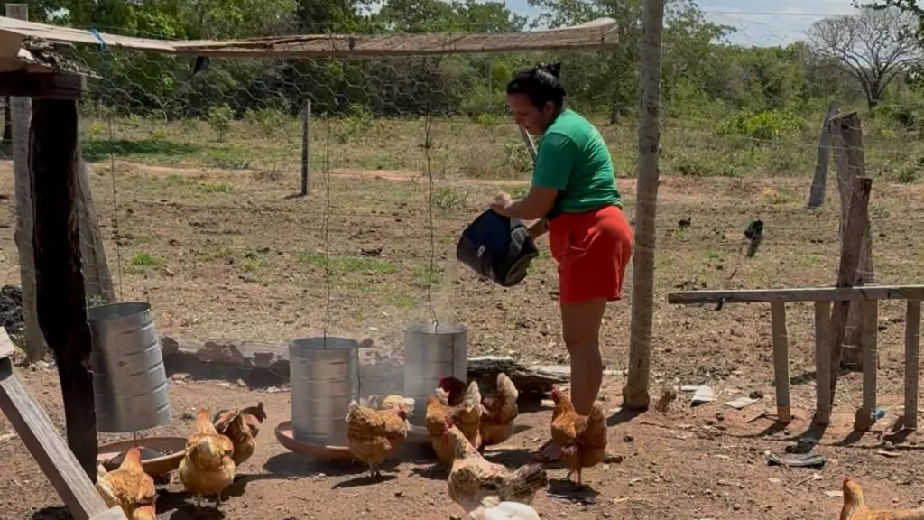 Produtora rural alimenta galinhas em propriedade familiar na região de Cáceres (MT)