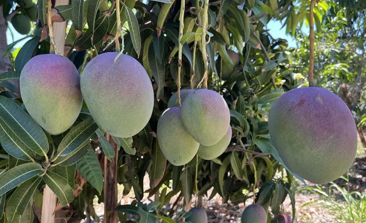 Mangas maduras penduradas em uma mangueira