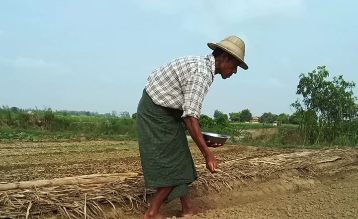 Agricultor semeando em pequena propriedade rural.