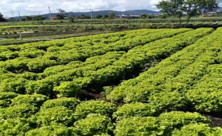 Lavoura de alface em propriedade da região de Mogi das Cruzes