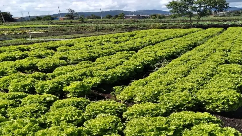 Lavoura de alface em propriedade da região de Mogi das Cruzes