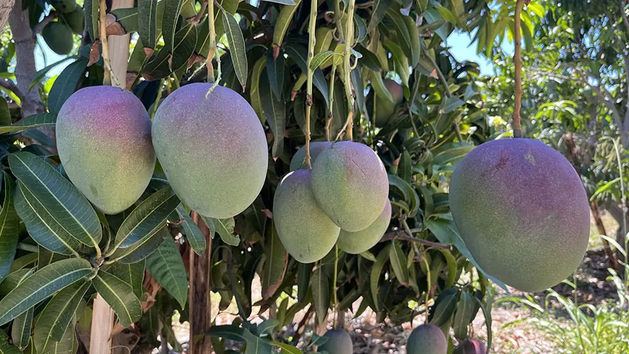 Mangas maduras penduradas em uma mangueira
