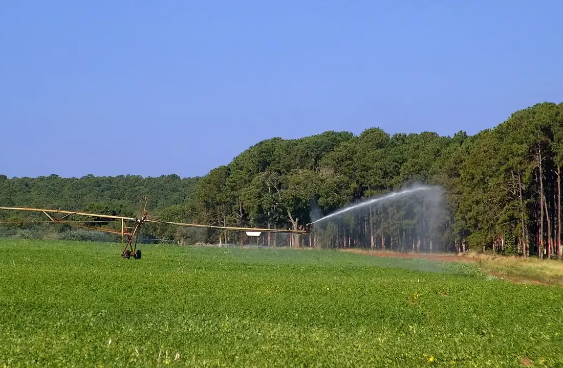 Plantação de feijão irrigada em Avaré, no interior de São Paulo