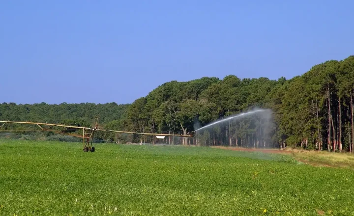 Plantação de feijão irrigada em Avaré, no interior de São Paulo
