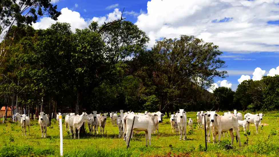 Gado Nelore em pastagem no município de Campos Belos, Goiás.