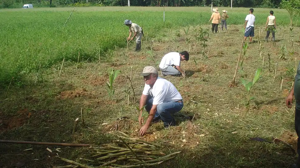 Pessoas plantando árvores em uma área de agrofloresta