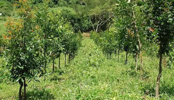 Plantio de guanandi, uma espécie nativa, em área agrícola
