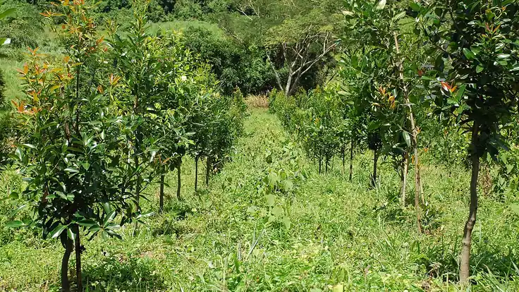 Plantio de guanandi, uma espécie nativa, em área agrícola