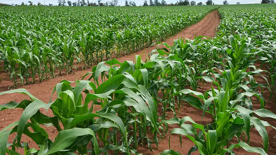 Lavoura de milho com caminho de terra entre as plantas