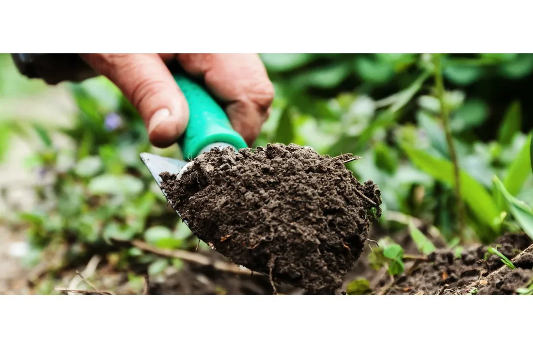 Mão segura uma porção de solo com uma pequena pá em uma área de cultivo