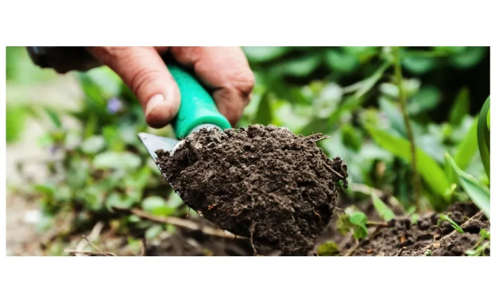 Mão segura uma porção de solo com uma pequena pá em uma área de cultivo