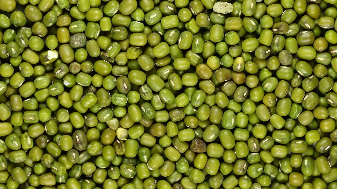 Sementes verdes de feijão-mungo (Vigna radiata), citadas na abertura de mercado para o Peru