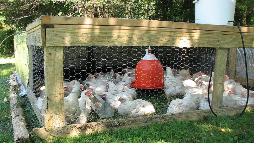 Criação de aves em estrutura cercada, imagem contextual sobre biossegurança