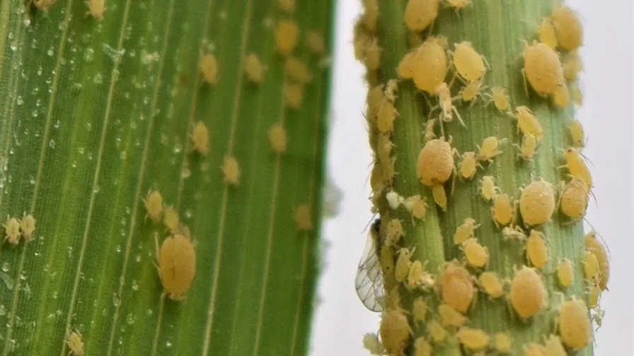 Pulgões Melanaphis sorghi agrupados em folhas de sorgo