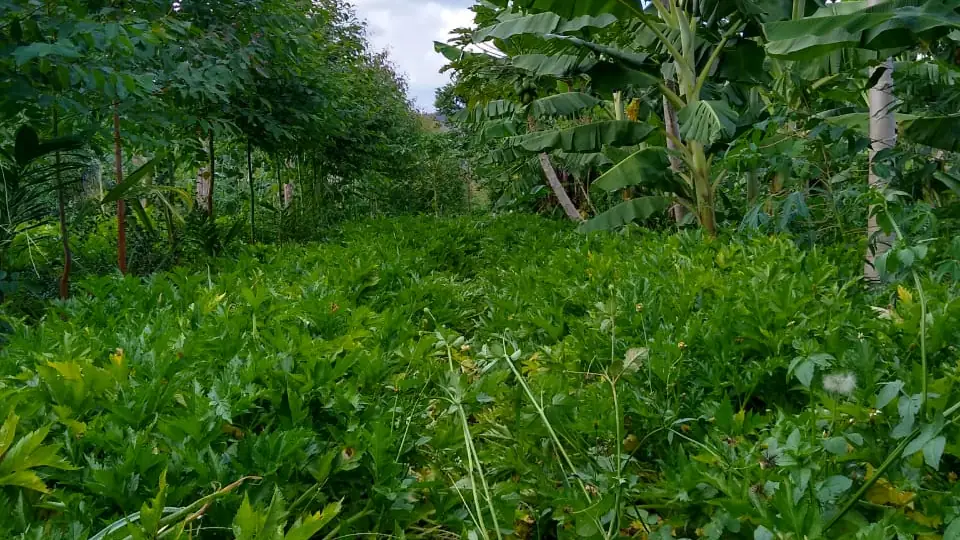 Sistema agroflorestal com bananeiras e outras plantas em Alto Paraíso de Goiás; imagem ilustrativa