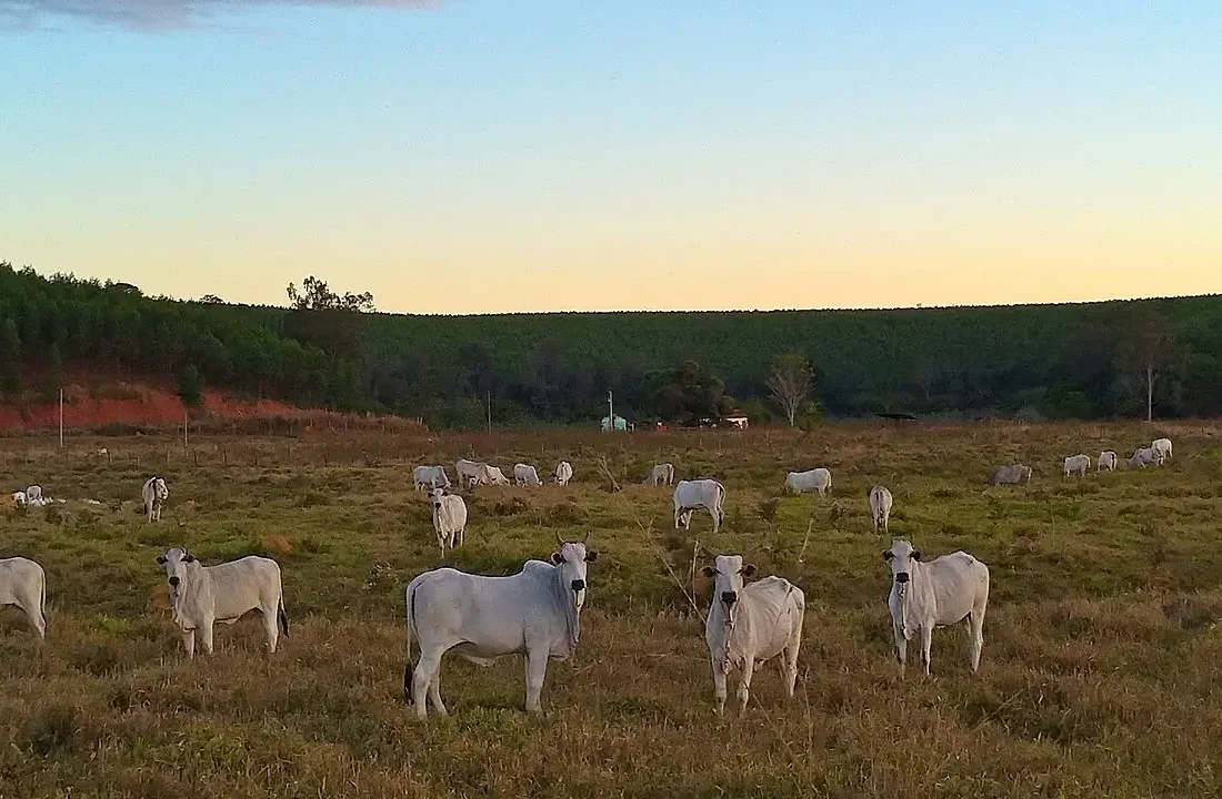 Gado bovino em pasto em propriedade rural brasileira