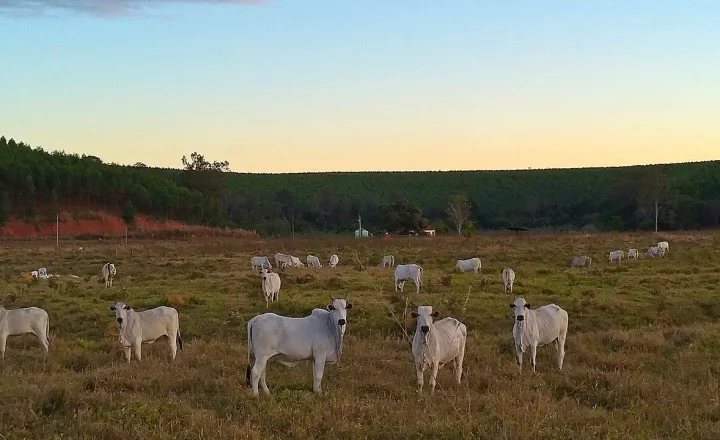 Gado bovino em pasto em propriedade rural brasileira