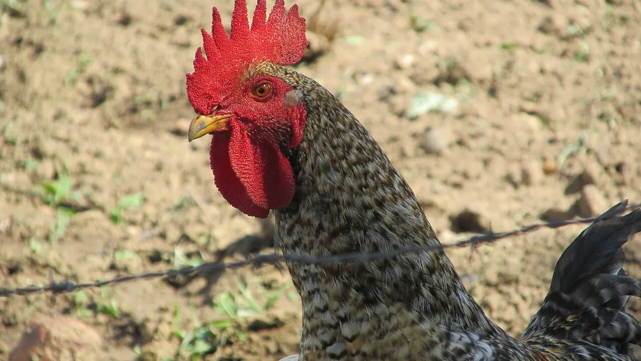 Galinha caipira adulta em propriedade rural brasileira